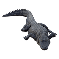 Alligator Free Download - Free PNG