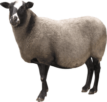 Sheep Png Image