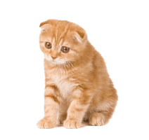 Kitten Png Clipart