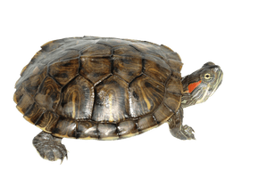 Box Turtle Transparent - Free PNG