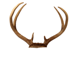 Transparent Deer Antlers - Free PNG