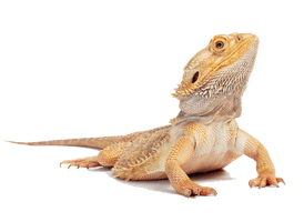 Bearded Dragon Hd - Free PNG