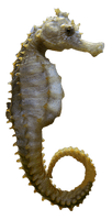 Seahorse Free Png Image