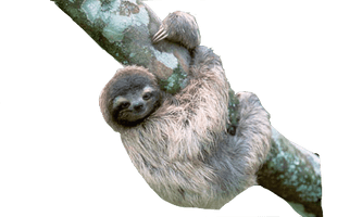 Sloth Png File