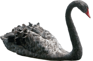 Swan Picture - Free PNG