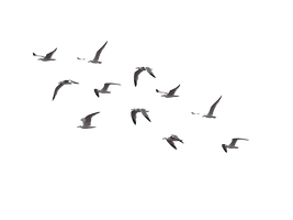 Ocean Birds Image PNG Download Free