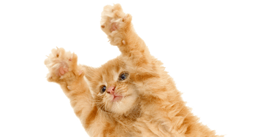 Kitten Download Png