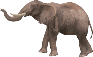 Elephant - Free PNG