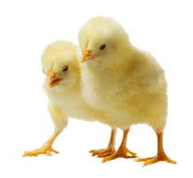 Baby Chicken Clipart - Free PNG