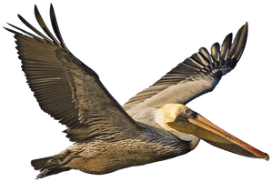 Pelican Png Image