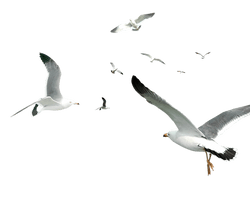 Decorative Flocks Pattern Flying Gulls Simple Seagull - Free PNG