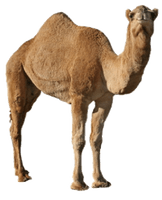 Camel Picture - Free PNG