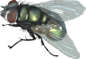 Fly Png 5