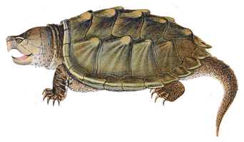 Snapping Turtle Png Image