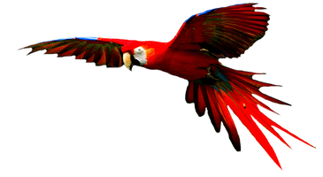 Macaw High-Quality Png