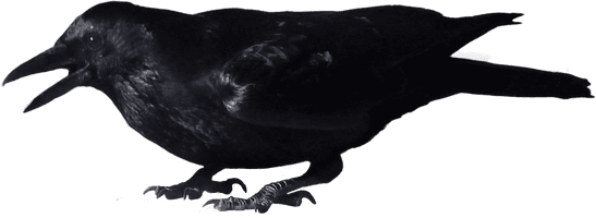 Crow Png Image