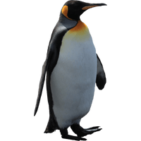 Penguin Png Pic