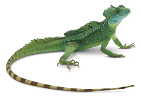 Lizard Photos - Free PNG