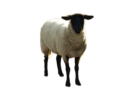 Sheep Png Image