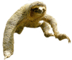 Sloth Png Picture