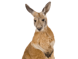 Kangaroo Transparent - Free PNG