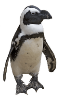 Penguin Png Image