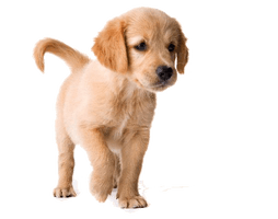 Golden Retriever Puppy Image - Free PNG