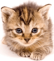 Kitten Png Pic