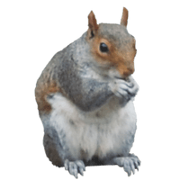 Squirrel Png