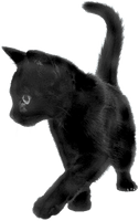 Cat Png Image Download Picture Kitten