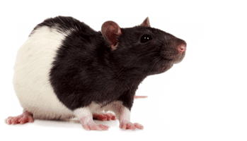 Mouse Rat Png Image