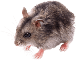 Little Mouse Rat Png Image