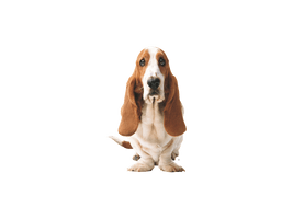 Basset Hound Png Picture