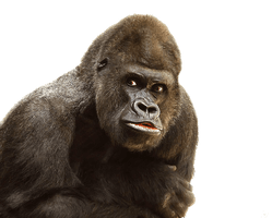 Gorilla Png File