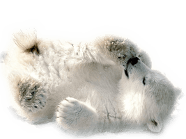 Polar Bear Picture - Free PNG