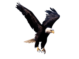 Eagle Png Image Download