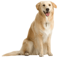 Dog Png Image Picture Download Dogs