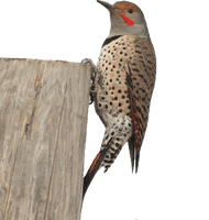 Woodpecker Picture - Free PNG