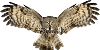 Owl - Free PNG