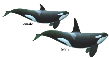 Killer Whale Png Hd