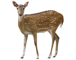 Buck Deer - Free PNG