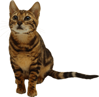 Kitten Png Image Download Picture