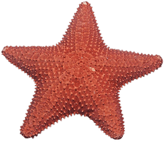 Starfish Png Image