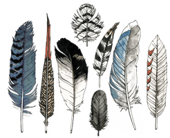 Watercolor Feather PNG Free Photo