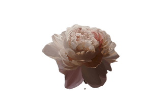 Flower Art Aesthetic PNG Download Free