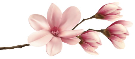 Pink Plant Fraseri Magnolia Southern Watercolor Painting - Free PNG