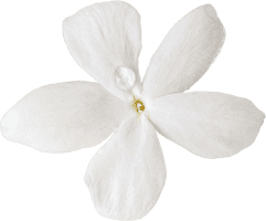 Cut Moth Petal Others Flowers Orchids - Free PNG