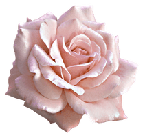 Pink Rose Large Flower Light Free Clipart HD - Free PNG