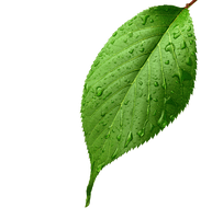 Leaf Apple Light Leaves Drop Dew Green - Free PNG