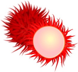 Png Rambutan Transparent Rambutanpng Images Pluspng - Clip Art Of Rambutan